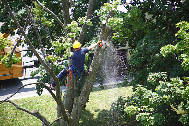 Best Grass Overseeding  in Mercersburg, PA